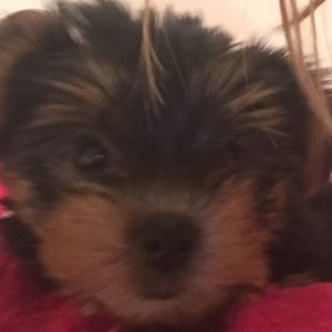 Meet your Posher, Shelby